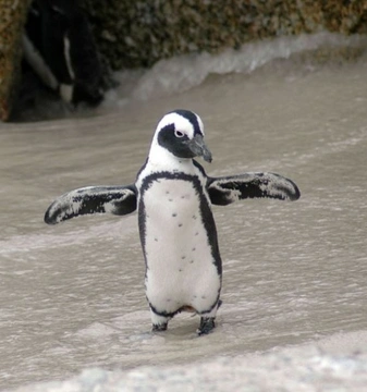 Pingüino de Magalles, especie amenazada