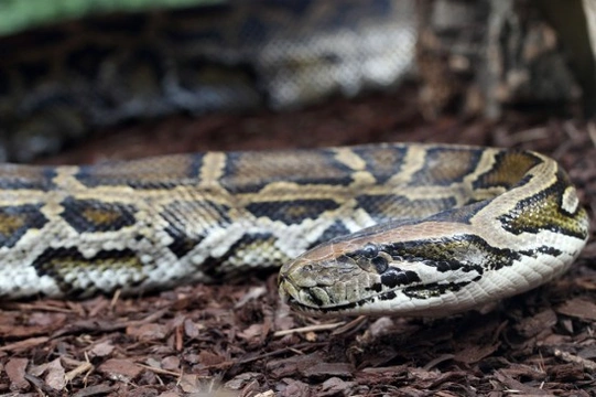 Common health problems found in pet snakes