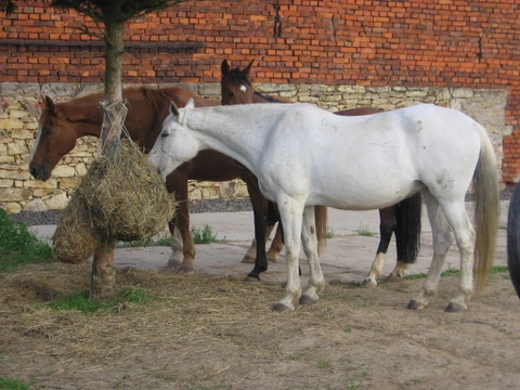 Vlastní kůň, díl 8: Zdravé krmení koní
