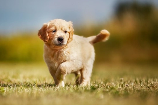 The behavioural and socialisation challenges of the lone puppy