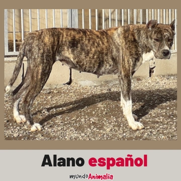 Alano español: un perro muy completo