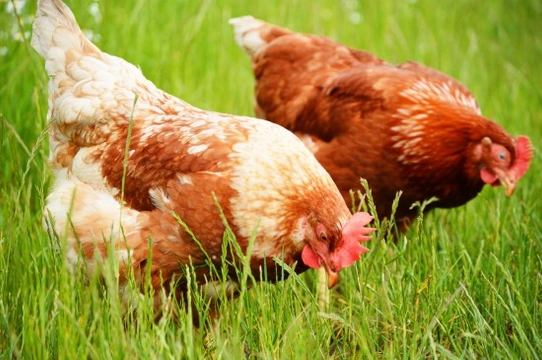 Top Tips on Adopting Chickens