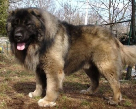 Cane pastore del caucaso: 5 cose da sapere prima dell'adozione