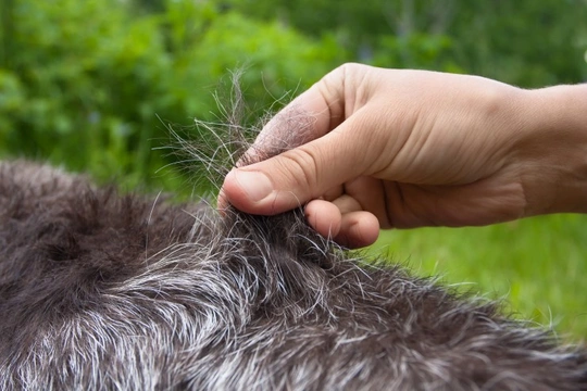 Dog grooming and coat care: What is hand stripping?