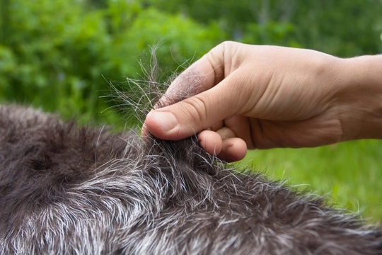 Stripping dog outlet coat