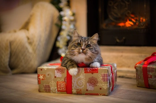 Top Tips on Keeping Your Cat Safe This Christmas