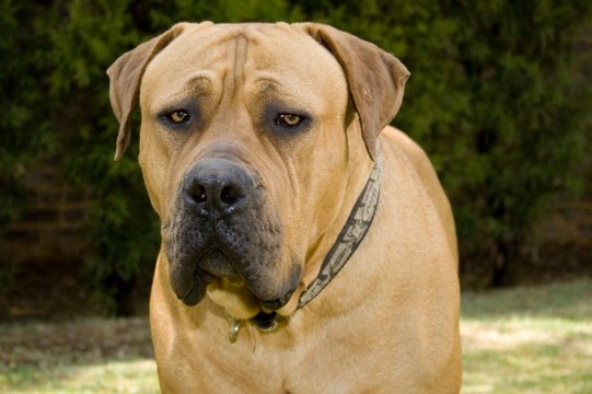 All about the South African Boerboel dog