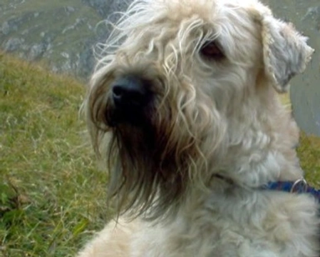 La morfologia dell'Irish Soft Coated Wheaten Terrier