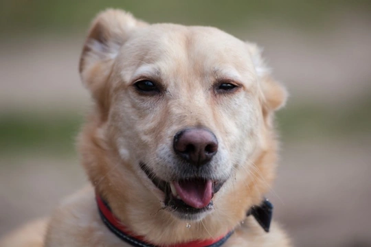 Snow store nose dog