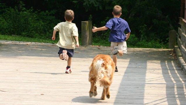 Waarom achtervolgen honden graag rennende kinderen?