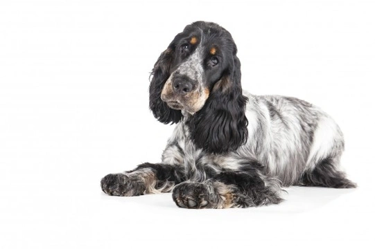 Cocker spaniel hereditary health and genetic diversity