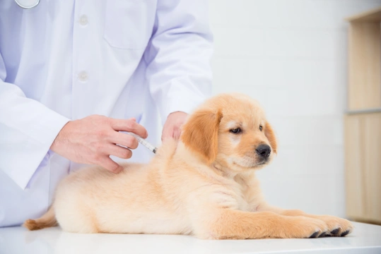 Základní vakcinace psů - co, proč a kdy (ne)očkovat, druhá část