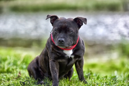 Staffordshire bull terrier, British, Companion, Loyal