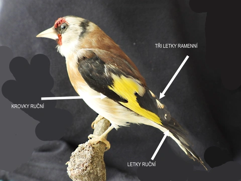 O ptácích a zdrojích poznatků pro jejich studium