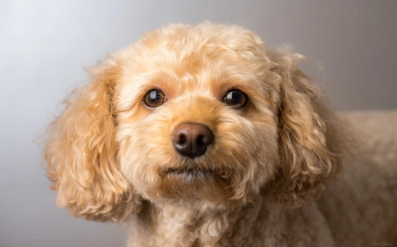 Why is the Cavapoo becoming so popular in the UK?