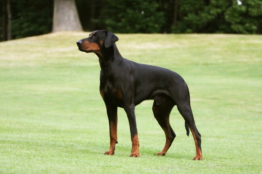 Doberman dcm hot sale symptoms