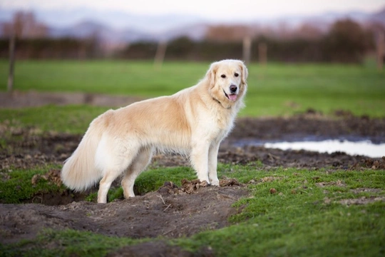 ICT-A (Ichthyosis) testing for the Golden retriever dog breed