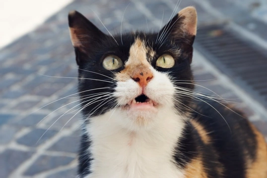 Why do some cats become very vocal as they get older?