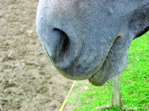 Koňský domácí lékař 23: Nudle u nosu