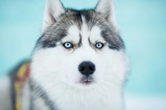 How closely related are the Siberian Husky and the wolf?