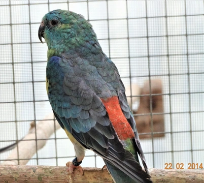 Papoušek zpěvavý (Psephotus haematonotus) 18  –  tyrkysová mutace