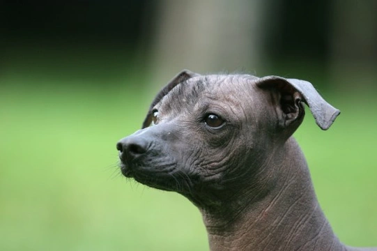 Hairless sales dog breeds