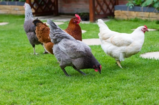 Tips to Improve the Quality of Life for Your Pet Chickens