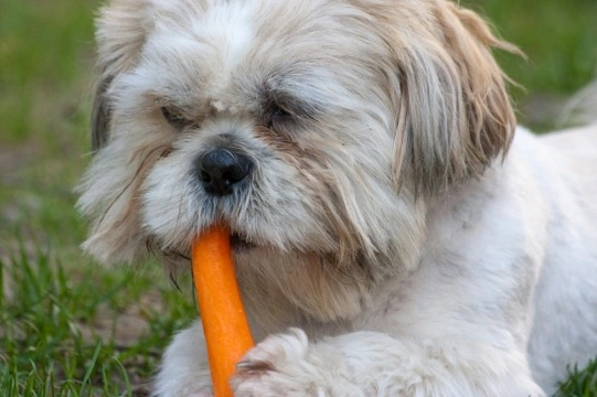Ten good supplemental foods to help combat problems in dogs