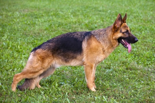 The personality traits of the German Shepherd dog