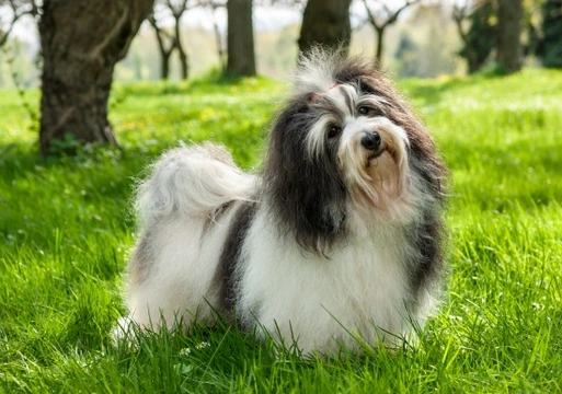 Caring for a Havanese dog