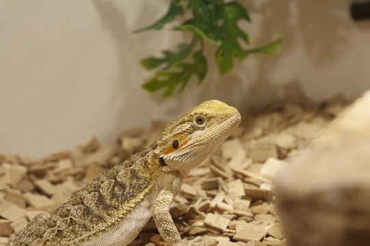 Providing the Perfect Home for Your Bearded Dragon