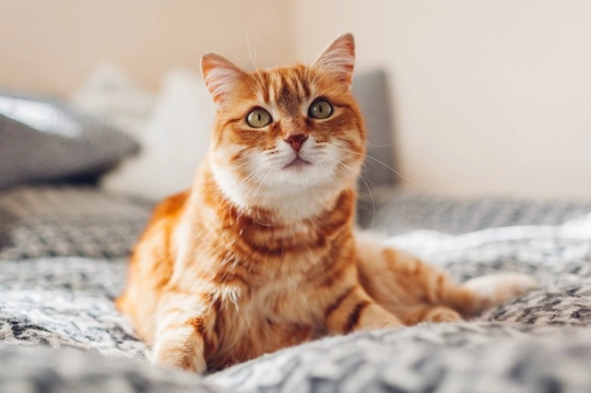 What you need to know about coronavirus in cats