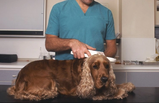 Mandatory microchipping for dogs - what happens if your dog is not microchipped?