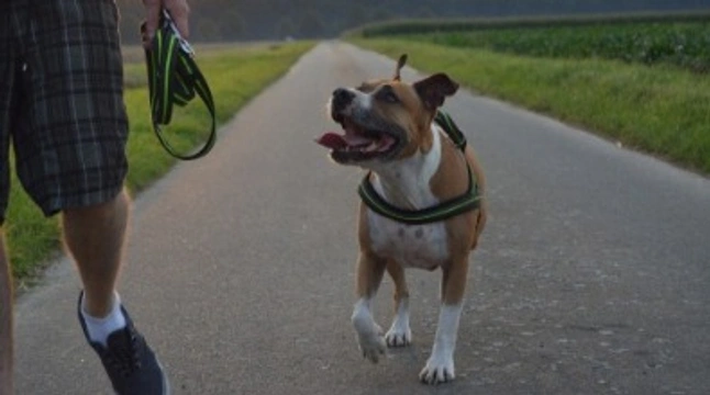 American Staffordshire Bull Terrier: dove trovare un cucciolo