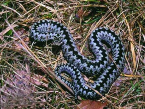 Problematika určování pohlaví u hadů