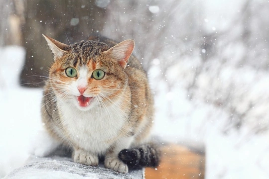 Can Cats Get Frostbite?