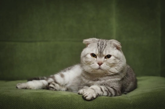 Is There a Difference Between Scottish Fold Cats & American Curl Cats?