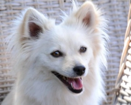 Adozioni cani: Penny, bianca e dolce volpina cerca casa