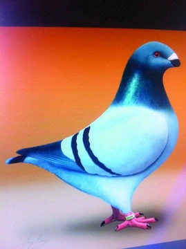 Nejznámější holubi 20 Gigant