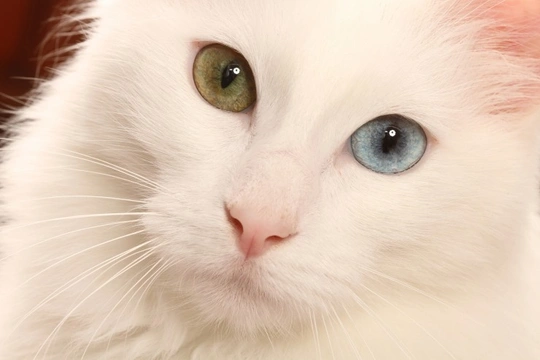All about odd-eyed cats