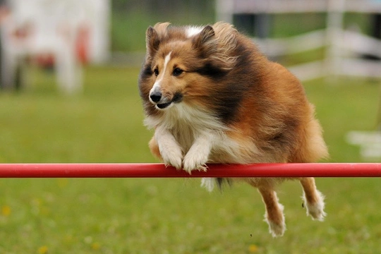 What are the most successful dog breeds for agility competitions?