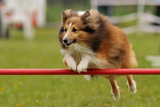 Shetland store sheepdog agility