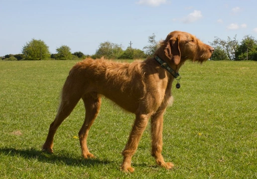 Introducing the wirehaired Hungarian Vizsla