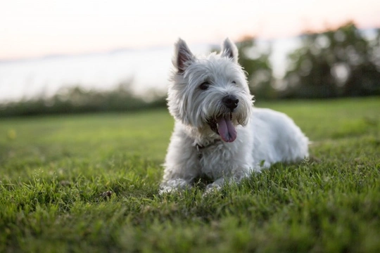 Is the West Highland terrier falling in popularity?