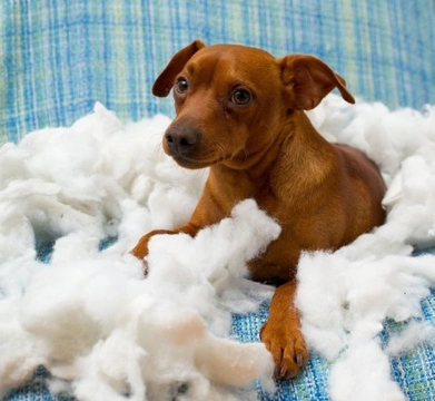 How to stop your dog from destroying your furniture when you are out