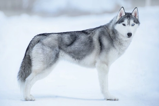 A Few Myths about the Siberian Husky Dispelled