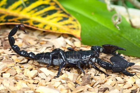 Keeping pet scorpions