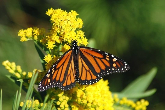 Mariposa monarca, en peligro su épico viaje migratorio