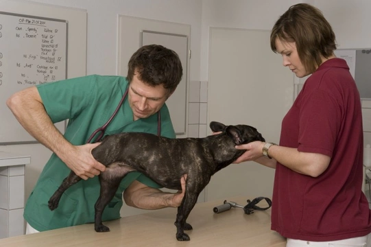 Dog hip dislocation outlet treatment