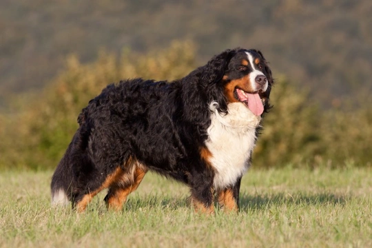 Bernese Mountain or Greater Swiss Mountain Dog, which is best for you?